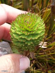 Ursinia caledonica