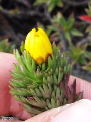 Ursinia caledonica