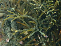 Bifurcariopsis capensis