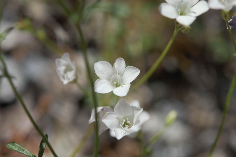 Gilia yorkii
