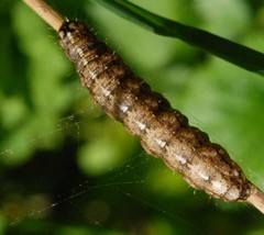 Xylenini