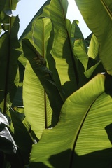 Ensete ventricosum