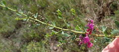 Indigofera denudata