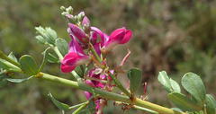 Indigofera denudata