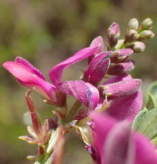 Indigofera denudata