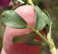Indigofera denudata