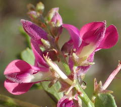 Indigofera denudata