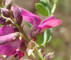 Indigofera denudata