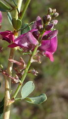 Indigofera denudata