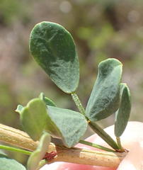 Indigofera denudata