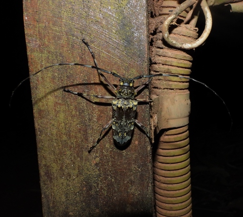 Macropophora trochlearis
