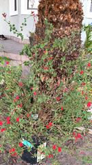Salvia