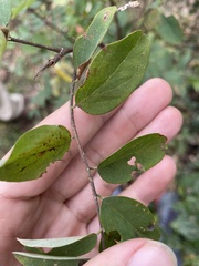 Robinia viscosa hartwigii