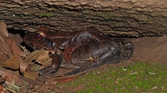 Leptodactylus knudseni