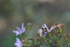 Bombus ternarius