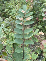 Robinia viscosa hartwigii