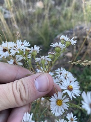 Symphyotrichum porteri