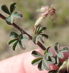 Indigofera sp12