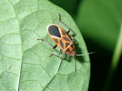 Graptostethus servus