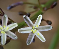 Caesia occidentalis
