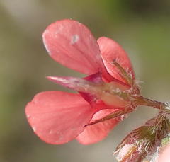 Indigofera sp12