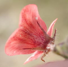 Indigofera sp12
