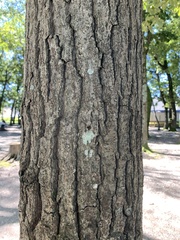 Quercus dentata