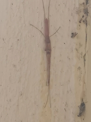 Bistanta mexicana