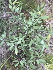Baptisia lanceolata