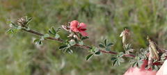 Indigofera sp12