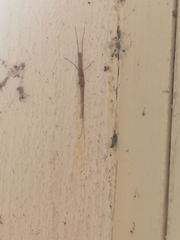 Bistanta mexicana