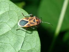 Graptostethus servus