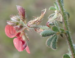 Indigofera sp12
