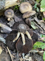 Lacrymaria echiniceps