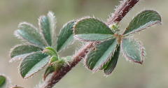 Indigofera sp12