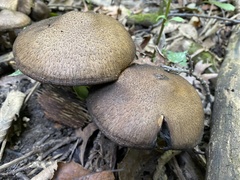 Lacrymaria echiniceps