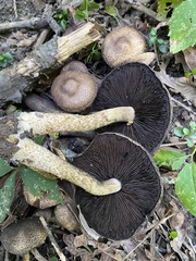 Lacrymaria echiniceps