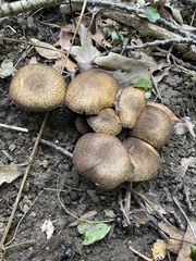 Lacrymaria echiniceps