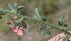 Indigofera sp12