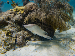no rights reserved Hogfish