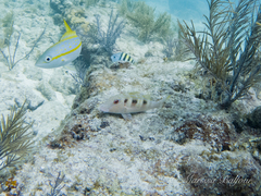 no rights reserved Spotted Goatfish