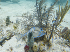 no rights reserved Scrawled Cowfish