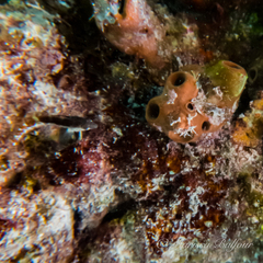 Malacoctenus triangulatus