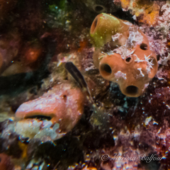 Malacoctenus triangulatus