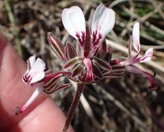 Pelargonium dipetalum