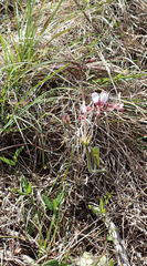 Pelargonium dipetalum