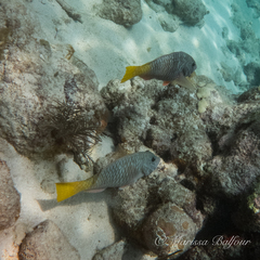 no rights reserved Yellowtail Parrotfish