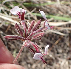 Pelargonium dipetalum