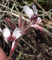 Pelargonium dipetalum