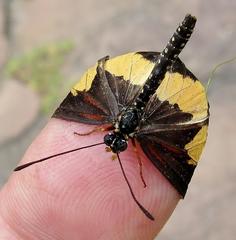 Acraea cabira